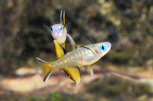 Australian Native Fish