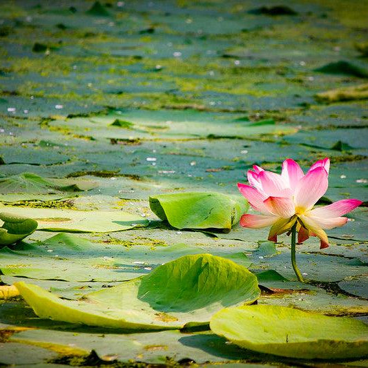 How to Care for Water Lilies and Other Pond Plants - Aquascape Australia