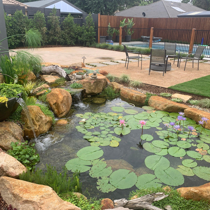 5 Pond Maintenance Tips for Autumn - Aquascape Australia