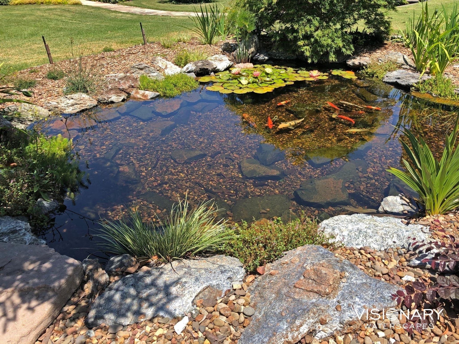 Caring for your pond during the summer - Aquascape Australia