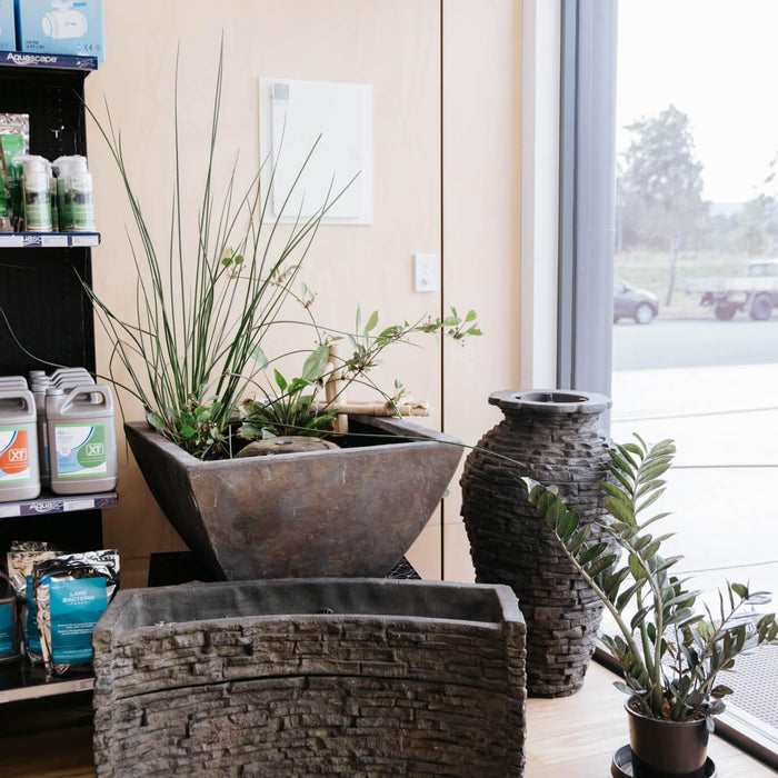 Top 10 Aquatic Plants Perfect for Mini Ponds - Aquascape Australia