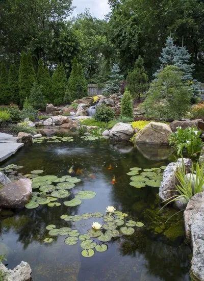 Essential Insights on Pond Filtration