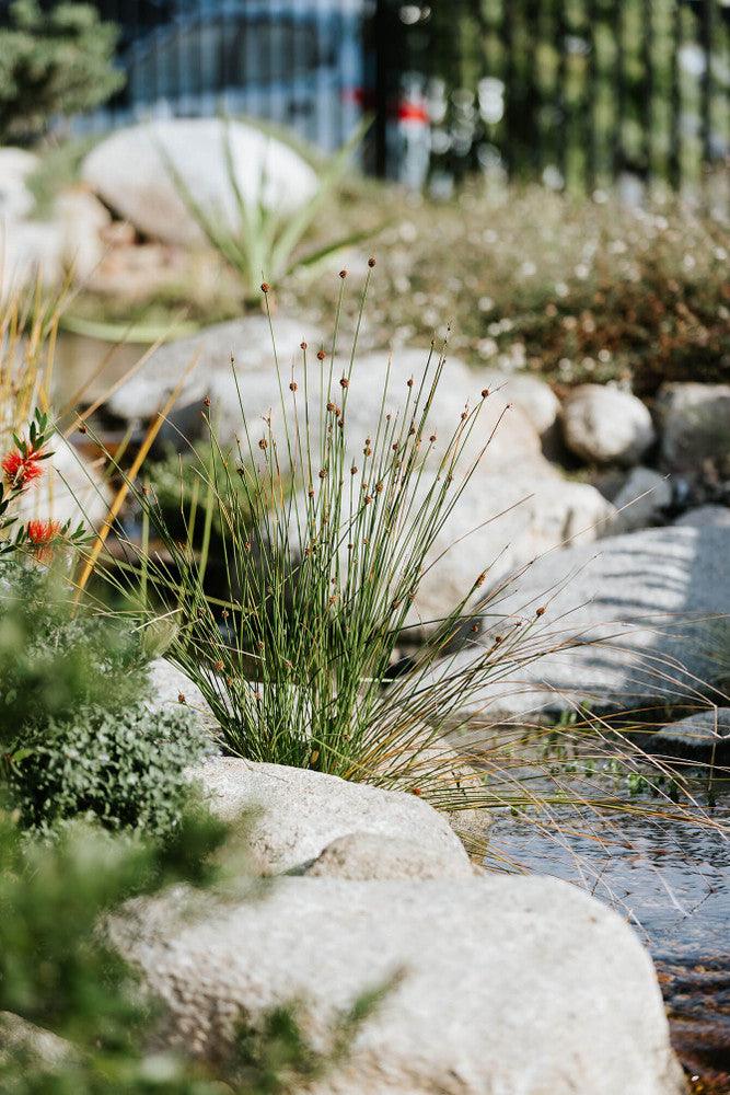 Why You Should Have Marginal Plants In Your Pond — Aquascape Australia