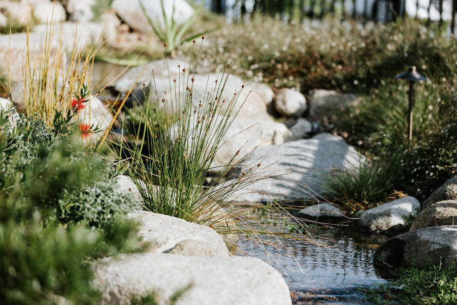 Cracking the Code for an Effortless, Fun-Filled Pond — Aquascape Australia