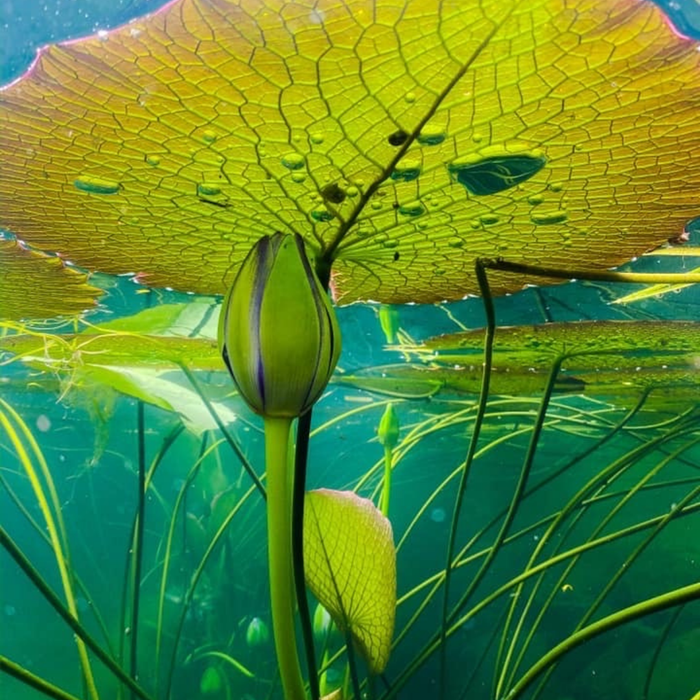 Why Your Lake or Dam Needs Aeration