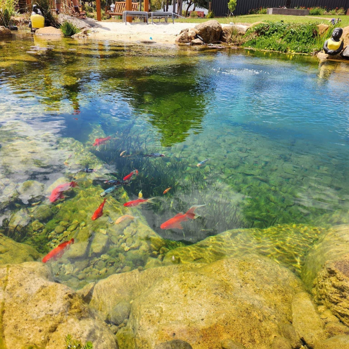 How to Care for Your Pond Fish Through Autumn and Winter in Australia
