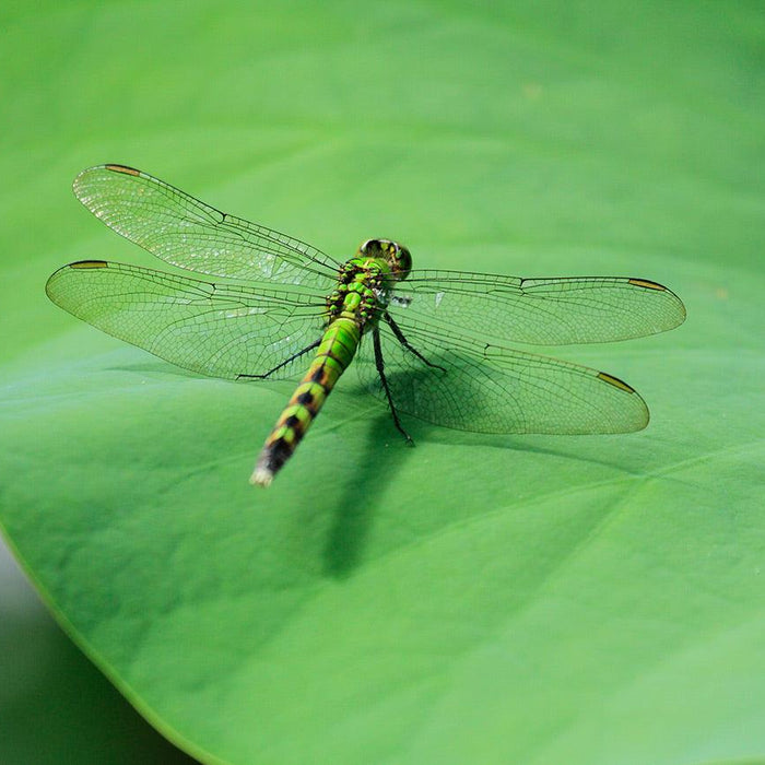 The Importance of Plants in Your Pond Ecosystem - Aquascape Australia