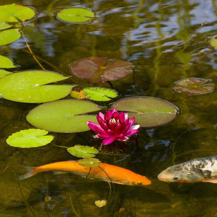 4 Tips for a Healthy Pond in Summer - Aquascape Australia