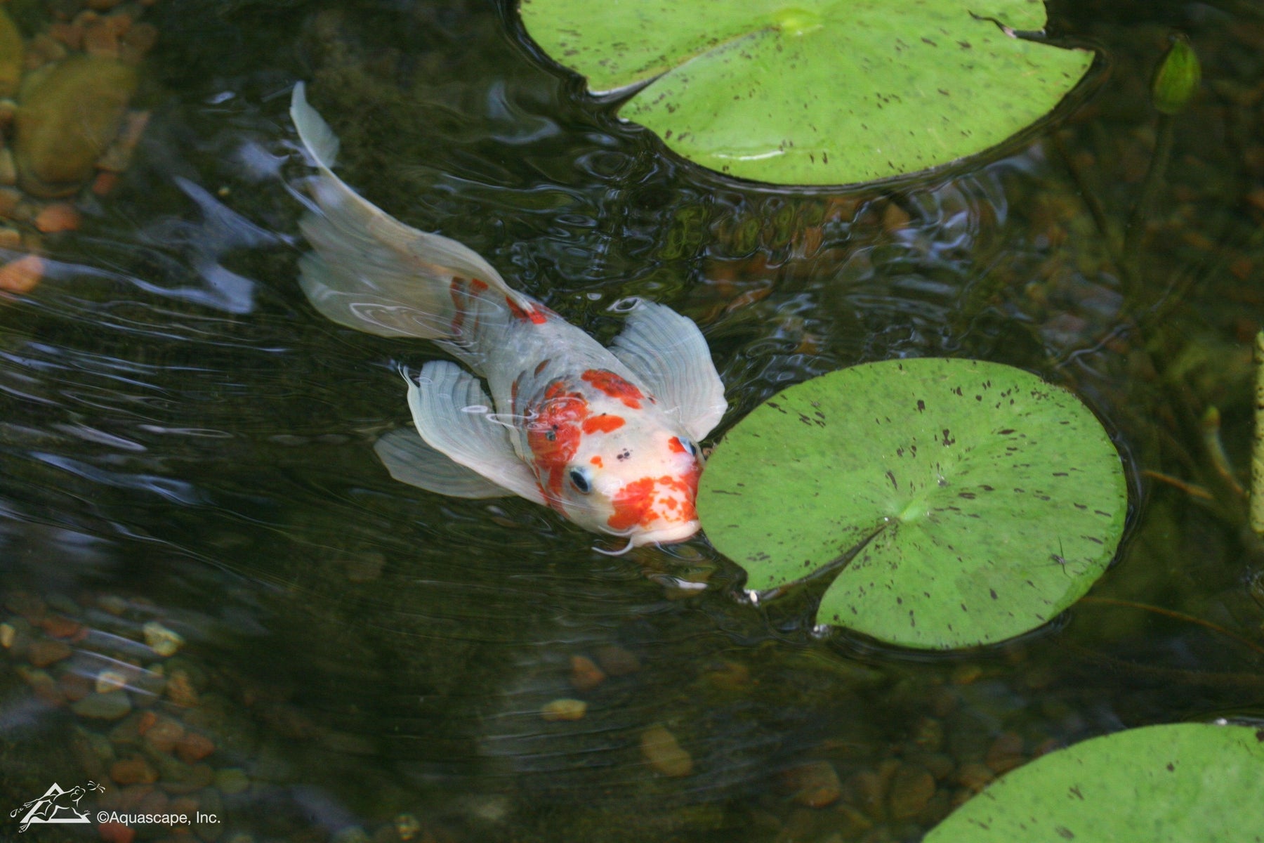 How Many Fish Can I Add to My Pond? - Aquascape Australia