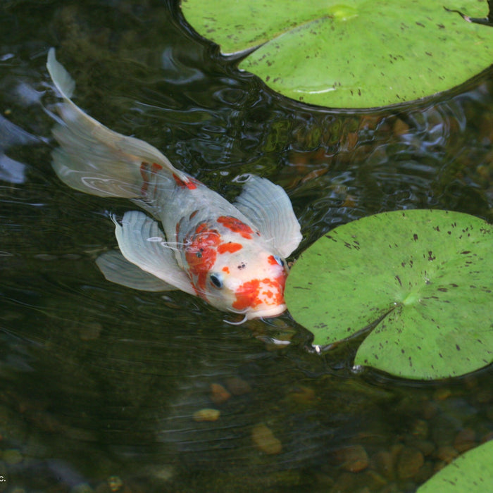 How Many Fish Can I Add to My Pond? - Aquascape Australia