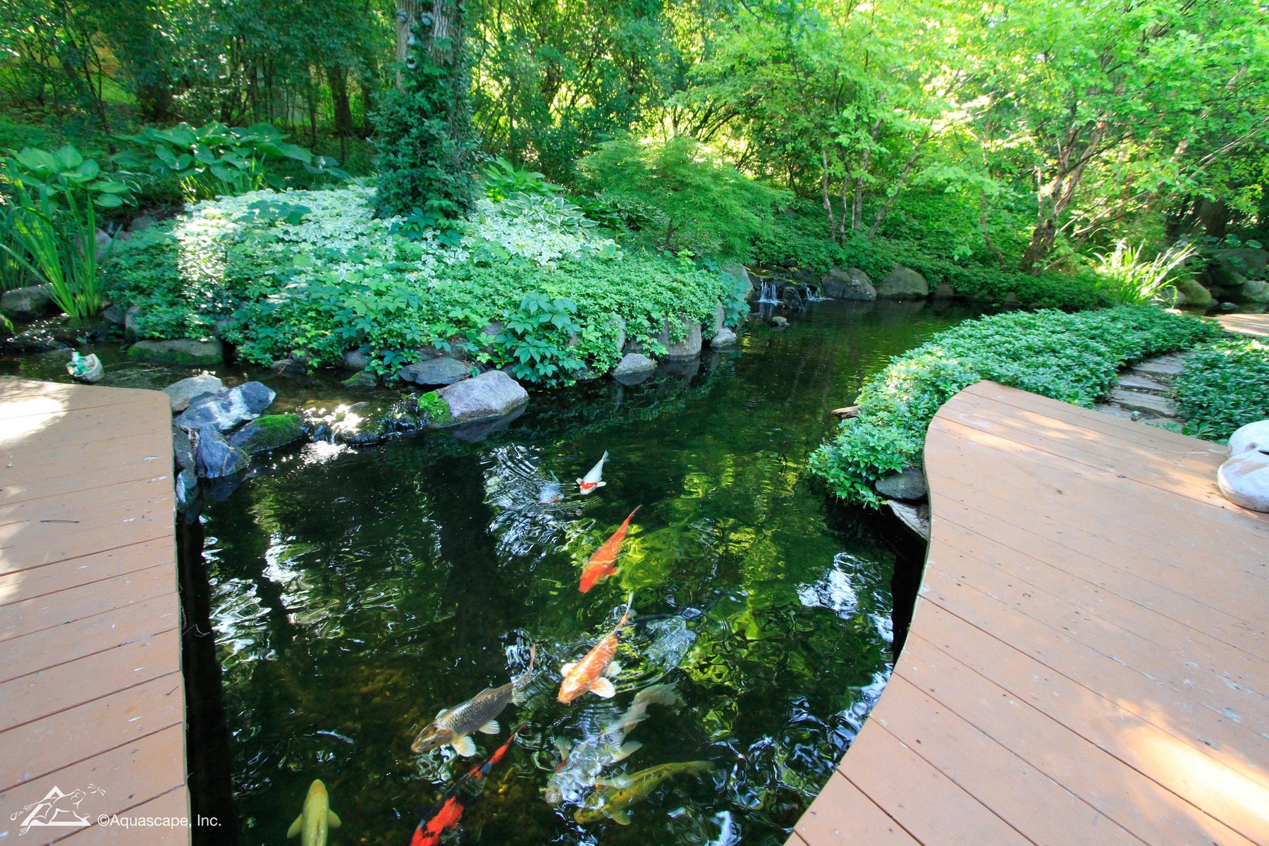 Quiz: What Type of Pond Owner Are You? - Aquascape Australia