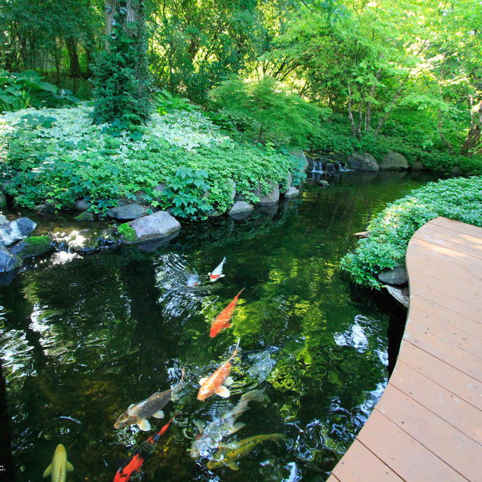 Quiz: What Type of Pond Owner Are You? - Aquascape Australia