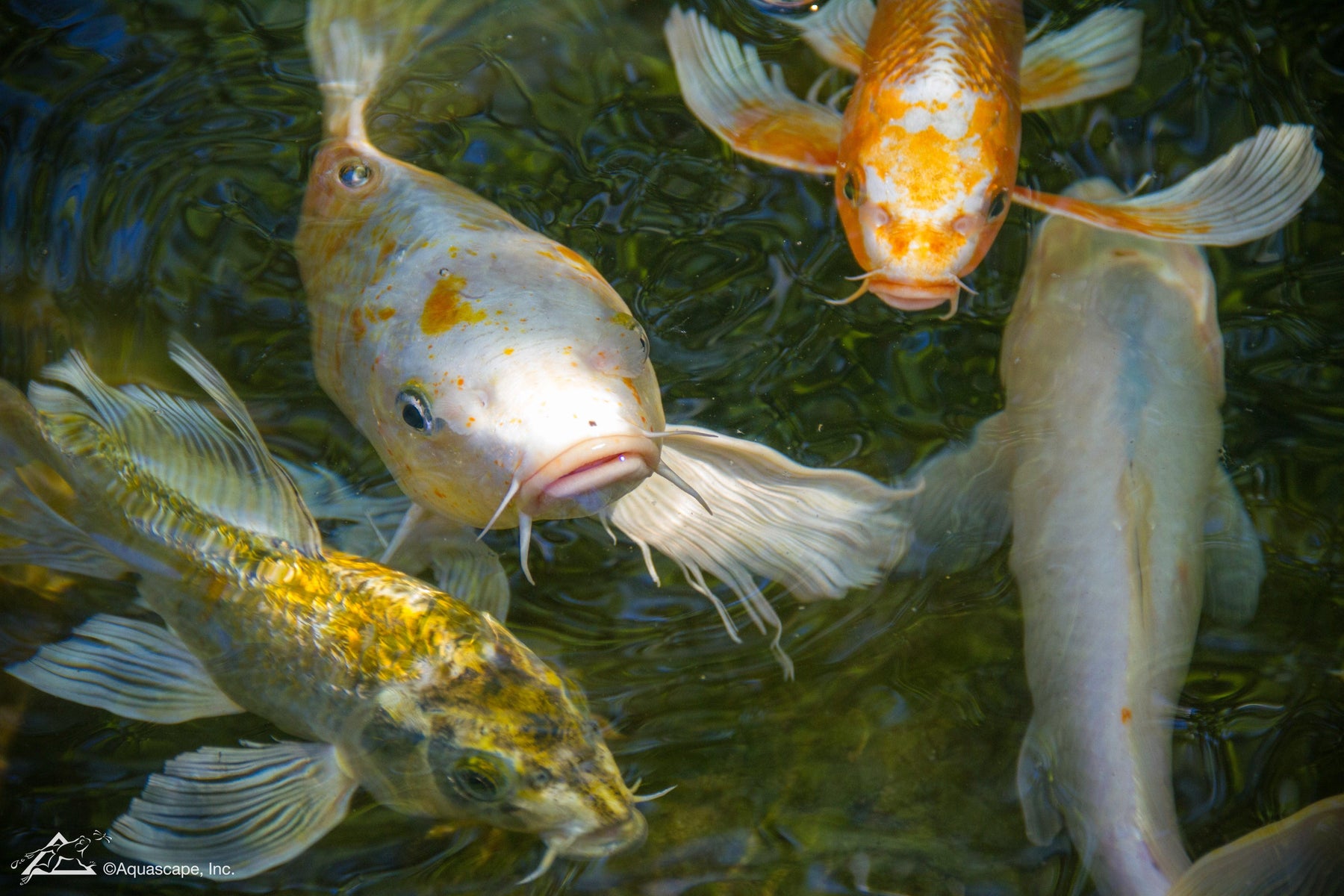 Choosing the Best Fish Food for Your Pond - Aquascape Australia