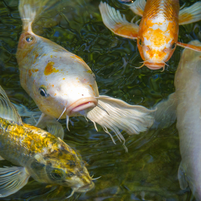 Choosing the Best Fish Food for Your Pond - Aquascape Australia
