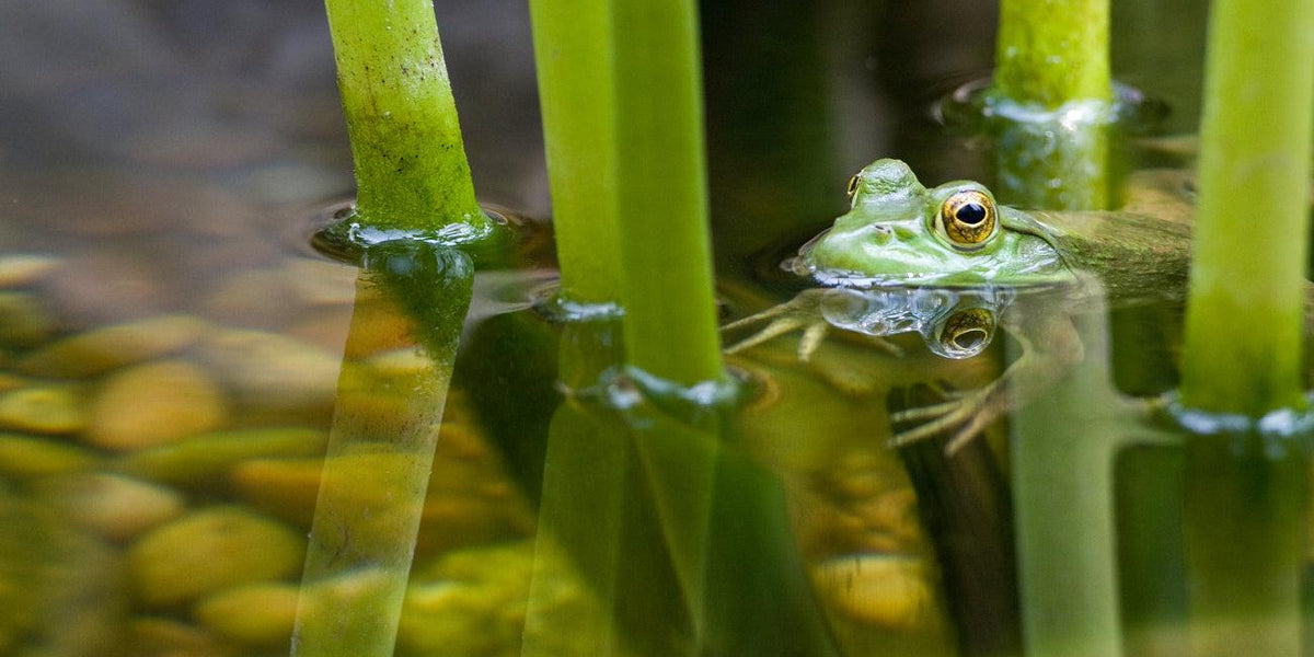How To Stop Pond Water Turning Brown — Aquascape Australia