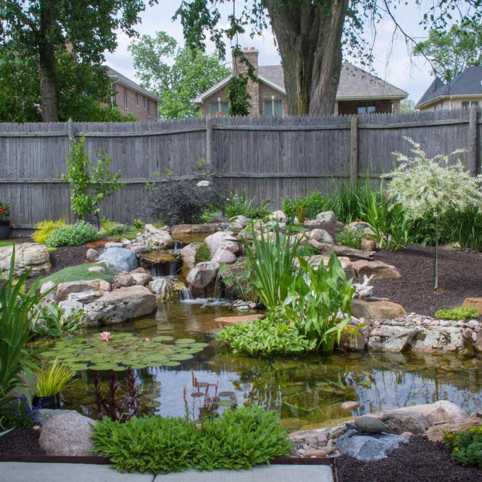 7 Tips for Water Gardens - Aquascape Australia