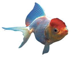 The Best Fish for Outdoor Ponds in Australia - Aquascape Australia
