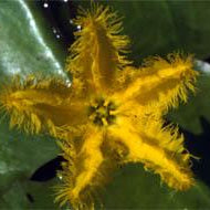 Yellow Water Snowflake for Ponds - Aquascape Australia