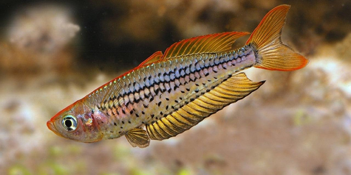 Why you need Australian Native Fish in your pond — Aquascape Australia