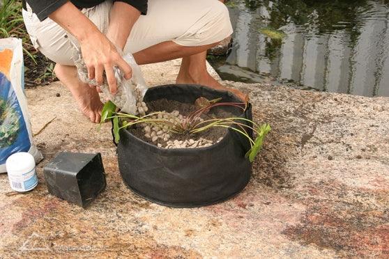 How to Plant a Water lily - Aquascape Australia
