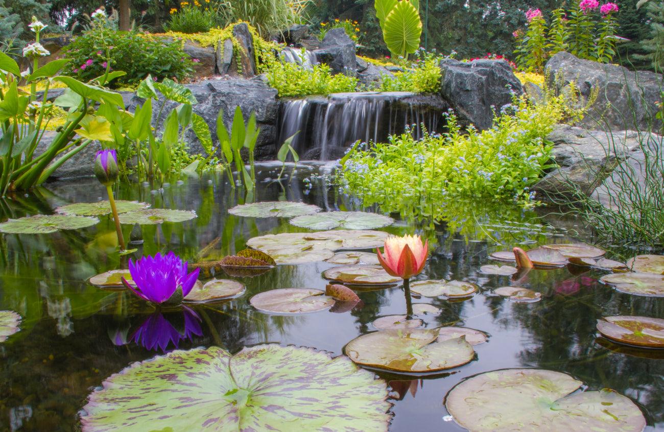 How to Look After Your Pond in Autumn - Aquascape Australia