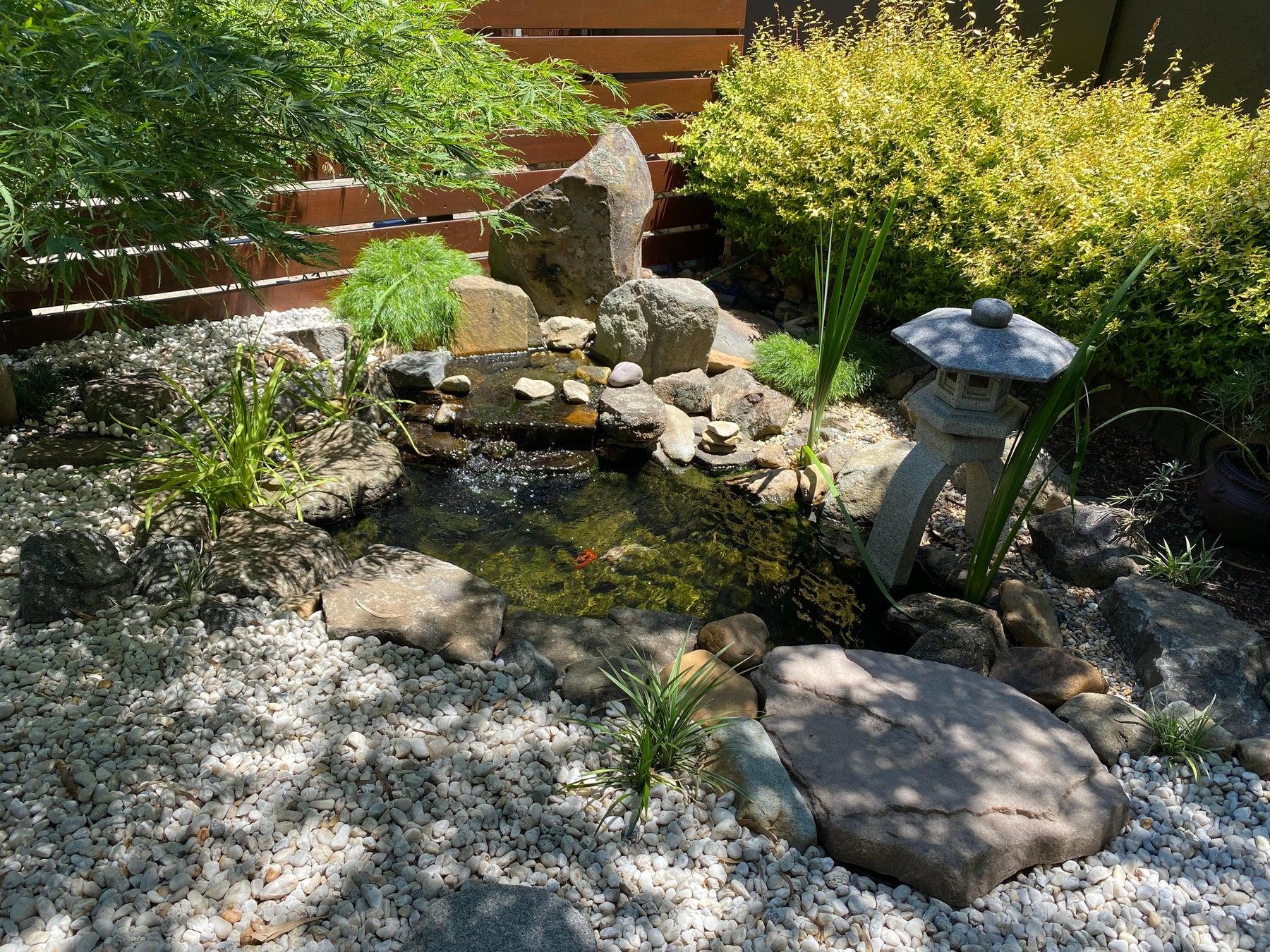 Professional Tips for Your Water Feature Maintenance - Aquascape Australia