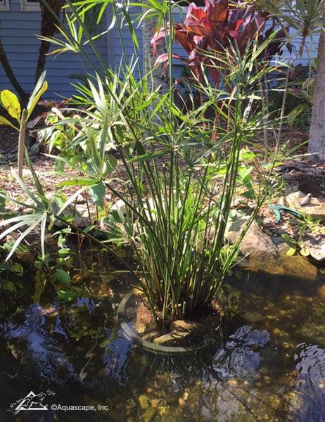 Pond Plant Feature: Umbrella Palm - Aquascape Australia