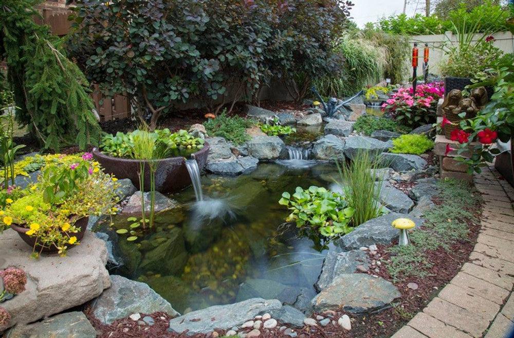 QUIZ: What Type of Pond Owner Are You? - Aquascape Australia