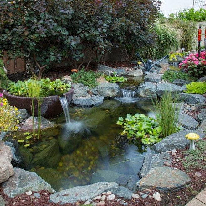 QUIZ: What Type of Pond Owner Are You? - Aquascape Australia