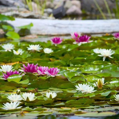 Quiz: Do You Know Your Aquatic Plants? - Aquascape Australia