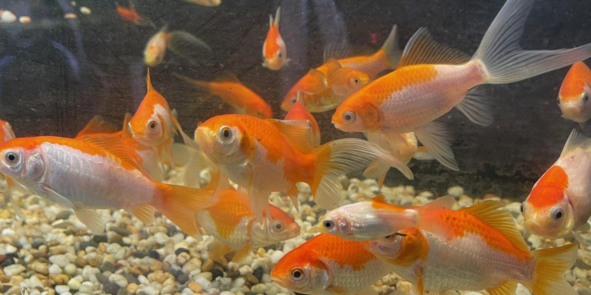 Goldfish — Aquascape Australia