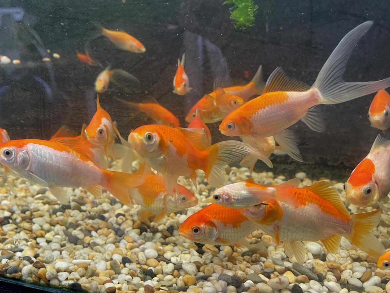 Goldfish - Aquascape Australia