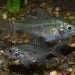 Agazzi's Glassfish - 3-5cm - Aquascape Australia