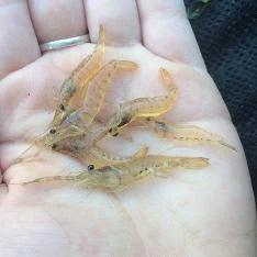 Freshwater Shrimp - Long Arm 3-5cm - Aquascape Australia