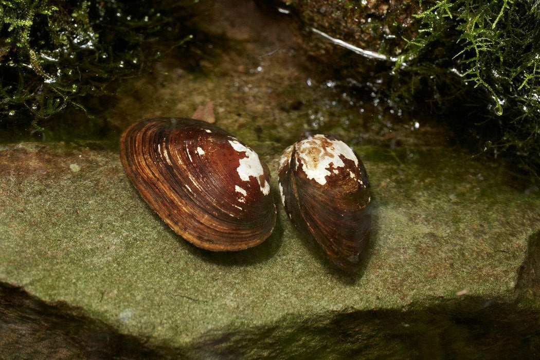 Freshwater Mussels - Aquascape Australia