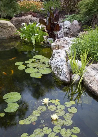 Pond Filtration Essentials for Healthy Water