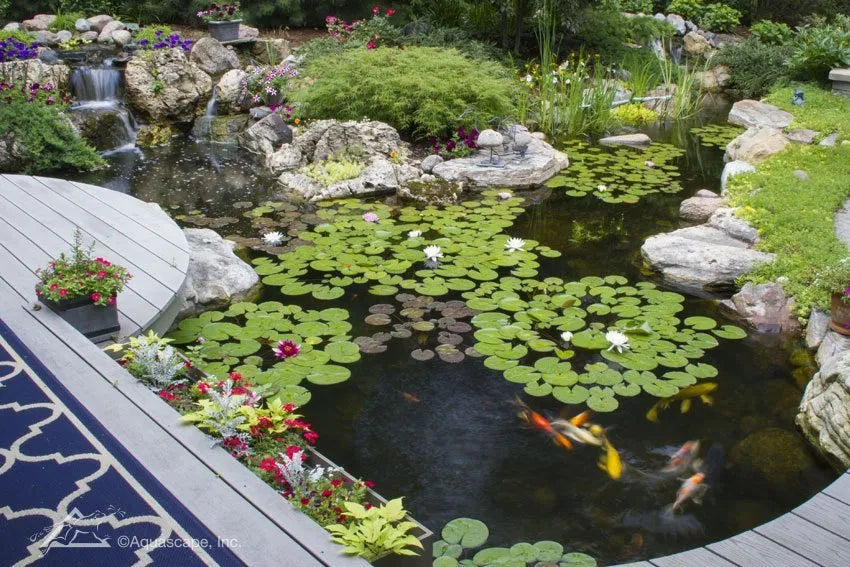 Koi Ponds and Water Gardens