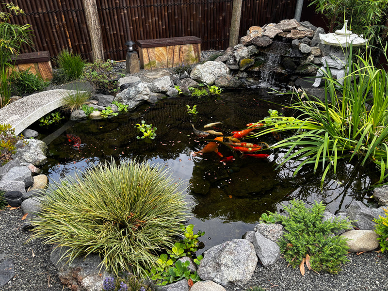 KDL Landscaping Group's Pond project in Long Jetty