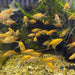 Yellow Comet Fish - Aquascape Australia