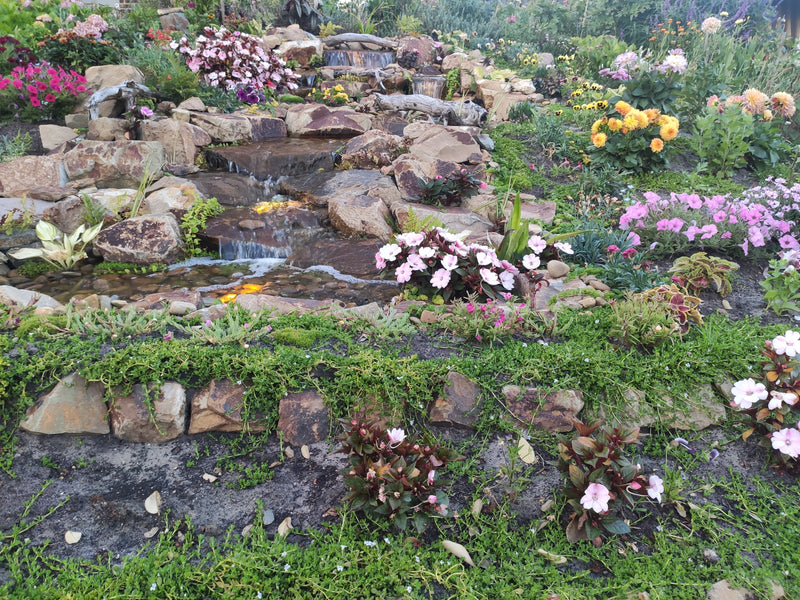 Adrian C.'s Pondless project in 