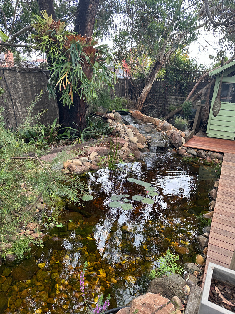 Chiara P.'s Pond project in 