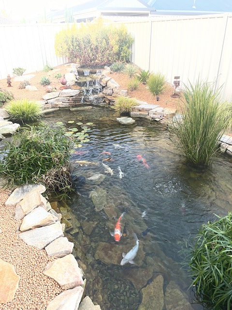 Claire H.'s Pond project in 