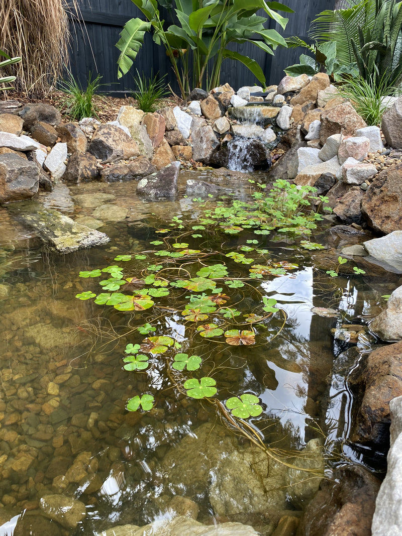 Raeleen & Robert's Pond project in Boreen Point, Sunshine Coast QLD