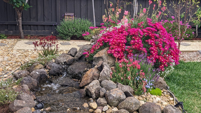 Yashodha & Vijitha's Pondless project in 