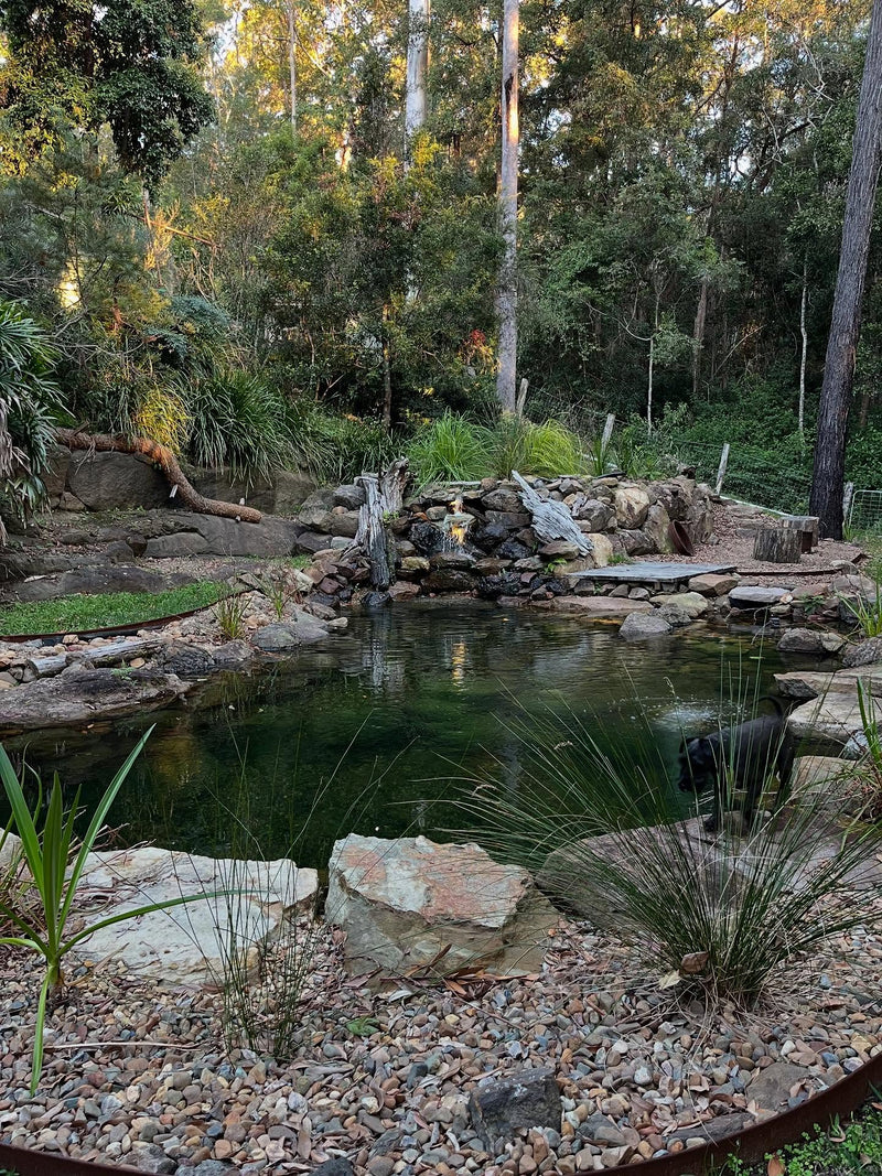 Andrew & Tracey Priestley 's Recreational Pond project in Buderim 
