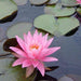 Water Lily Hardy Pink - Aquascape Australia