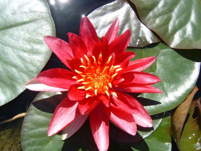red water lily flower Water Lily Hardy Red — Aquascape Australia