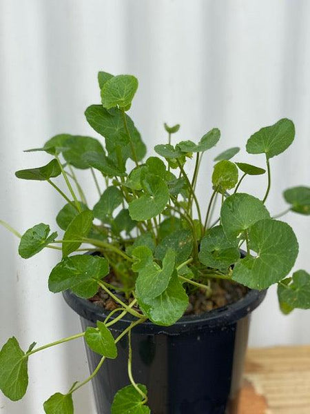 Centella asiatica Gotu Kola — Aquascape Australia