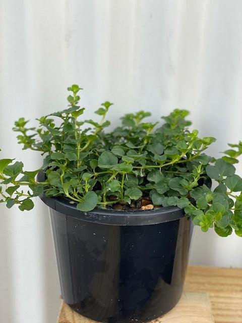 creeping money plant Lysimacha Moneywort Creeping Jenny
