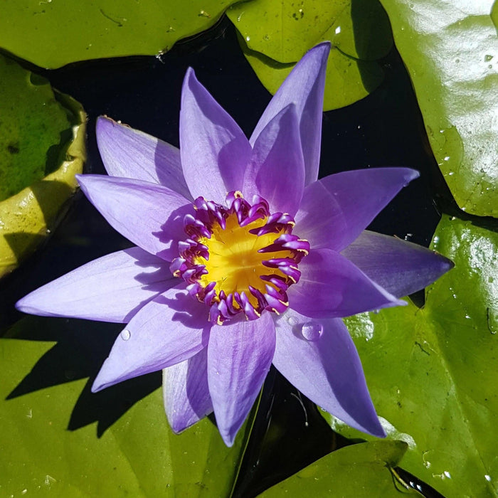 Water Lily Tropical - Min.Colorata - Aquascape Australia